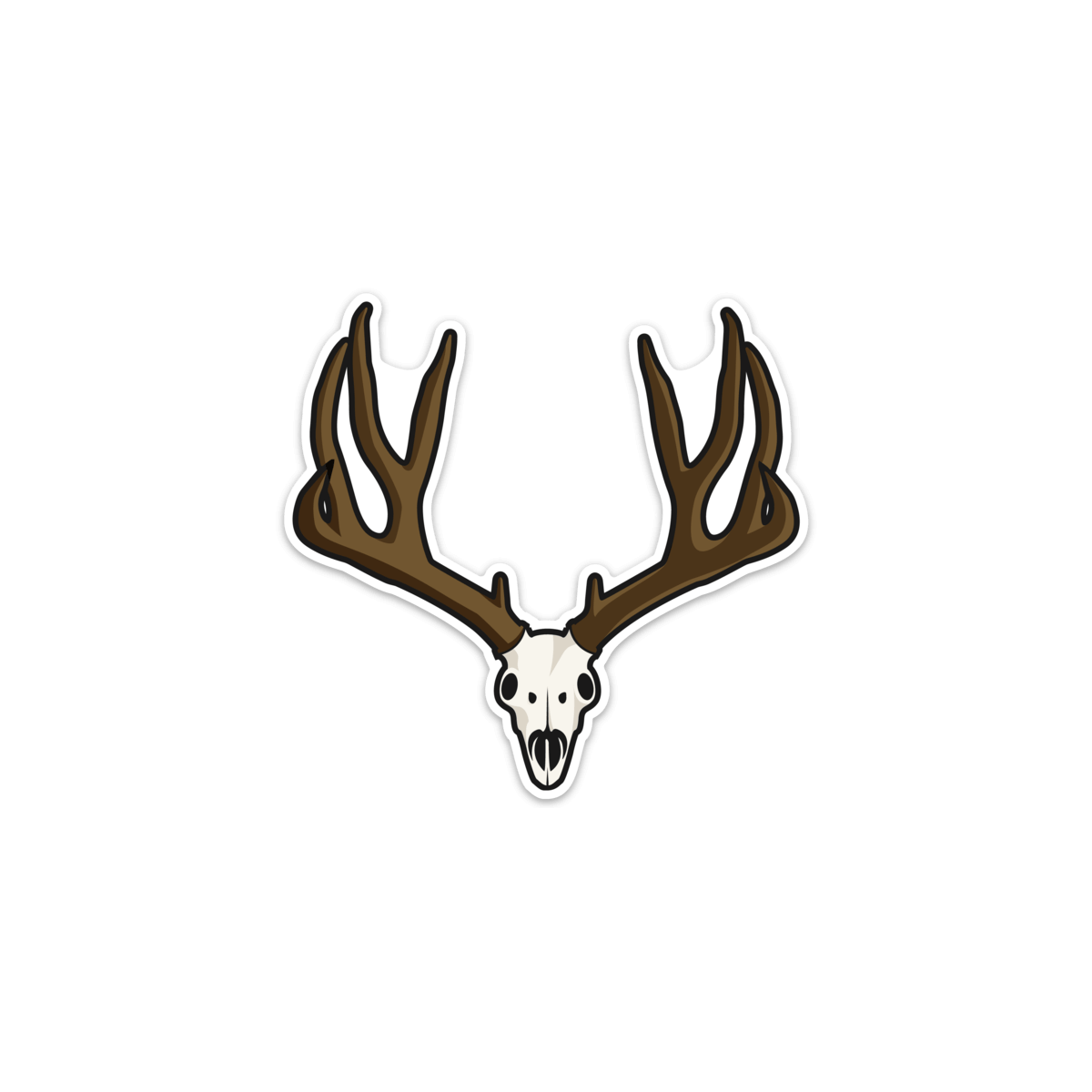 Mule Deer Skull