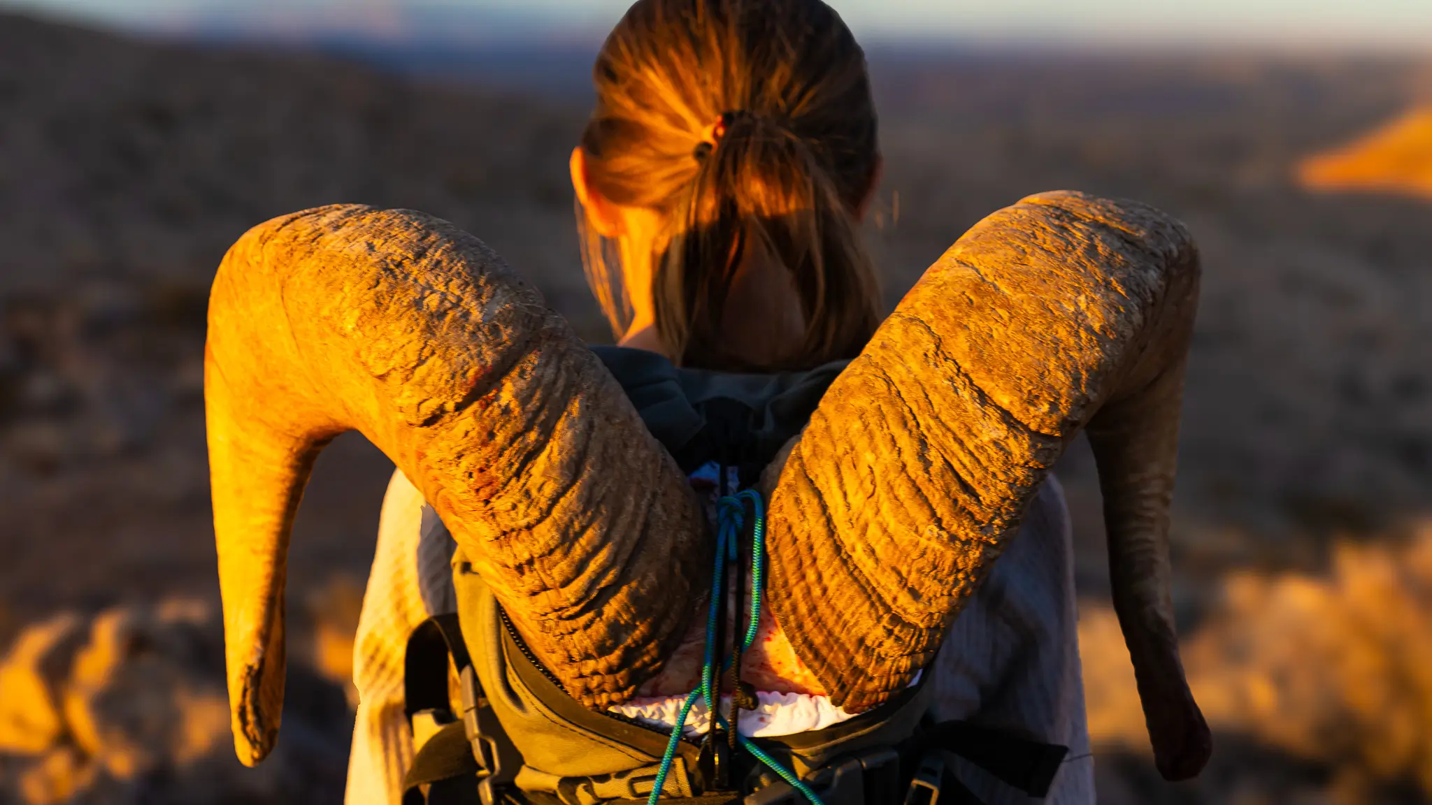 Featured image for “Desert Sheep”